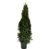Thuja im Topf von PlantaPro