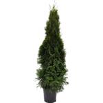 Plantapro Thuja im Topf