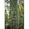 Taxus baccata Fastigiata Robusta von PlantaPro