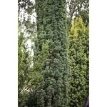Plantapro Taxus baccata Fastigiata Robusta