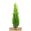 Thuja Occidentalis Smaragd von PlantaPro