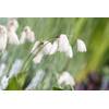 Wasserpflanze von PlantaPro