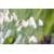 Plantapro Wasserpflanze
