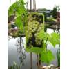 Weinrebe von PlantaPro