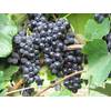 Weinrebe von PlantaPro