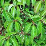 Plantapro Wilder Wein 'Engelmannii'