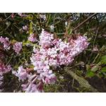 PlantaPro Winterschneeball