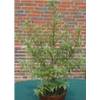 56987 von Plantenwelt