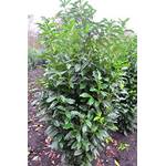 Plantenwelt 569965