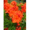 82050 von Plantenwelt