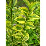 Plantenwelt 85022