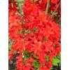 Wiesmoor 87014 von Plantenwelt