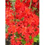 Plantenwelt Wiesmoor 87014