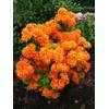 87020 von Plantenwelt