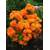 Plantenwelt 87020