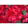 98057 von Plantenwelt