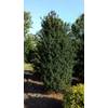 Becher Eibe Taxus media Hicksii von Plantenwelt