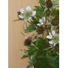 Brombeere Rubus Thornless Evergreen von Plantenwelt