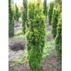 37896 von Plantenwelt