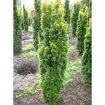 Plantenwelt Gelbe Säuleneibe