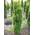 37896 von Plantenwelt