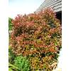 Solitär Photinia fraseri Red Robin von Plantenwelt