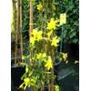 Jasmin von Plantenwelt