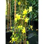 Plantenwelt Jasmin