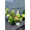 Rispenhortensie Hydrangea paniculata Little Lime von Plantenwelt