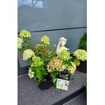 Plantenwelt Rispenhortensie Hydrangea paniculata Little Lime