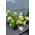 Rispenhortensie Hydrangea paniculata Little Lime von Plantenwelt