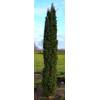 Säuleneibe grün Taxus von Plantenwelt