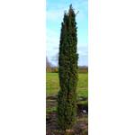 Plantenwelt Säuleneibe grün Taxus