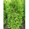 Thuja Occidentalis Brabant von Plantenwelt