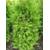 Plantenwelt Thuja Occidentalis Brabant