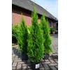 Thuja occidentalis Smaragd von Plantenwelt