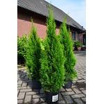 Plantenwelt Thuja occidentalis Smaragd