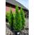 Plantenwelt Thuja occidentalis Smaragd