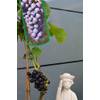 Weinrebe von Plantenwelt