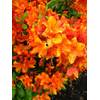 87028 von Plantenwelt Wiesmoor