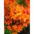 Plantenwelt Wiesmoor 87028