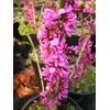 Chinesischer Judasblattbaum von Plantenwelt Wiesmoor