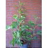 Ficus carica von Plantenwelt Wiesmoor