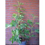 Plantenwelt Wiesmoor Ficus carica