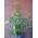 Ficus carica von Plantenwelt Wiesmoor