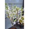 Zierkirsche Prunus kurilensis Brilliant von Plantenwelt Wiesmoor