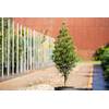 Sciadopitys verticillata Japanische Schirmtanne von PlantaPro