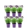 5419 von Plants by Frank