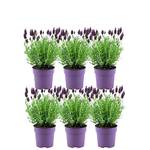 Plants by Frank 5419