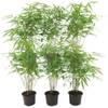 Bambus Pflanze von Plants by Frank